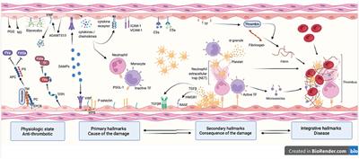 Endothelial Cell Phenotype, a Major Determinant of Venous Thrombo-Inflammation